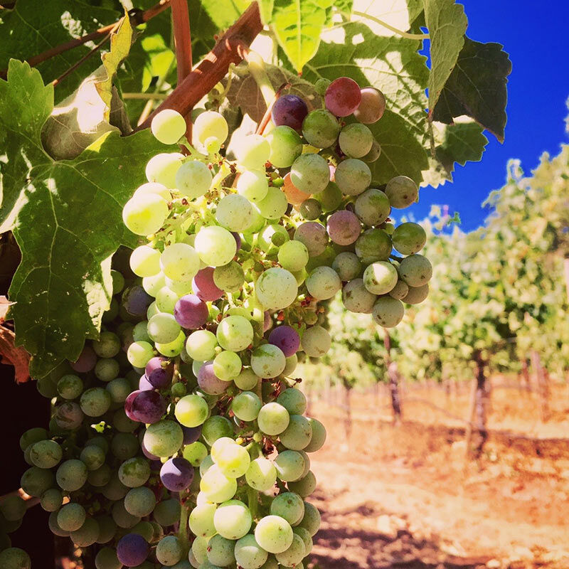 2016 Vintage Grapes