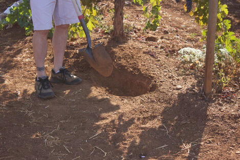 Digging in the Vineyard